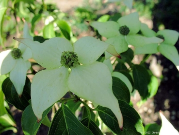 Japanischer Blumen-Hartriegel- Cornus kousa - 50-60 cm hoch - Co. 5 L