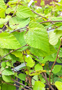 Niedrige Scheinhasel / Glockenhasel, frühe Nektarquelle, 30-40 cm hoch - Co. 3 L