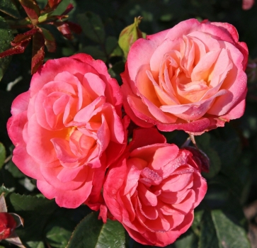 Preview: NEU - Beetrose Enjoy ® Fantasia®-Kollektion,  Kordes, 2020, ADR-Rose - Co. 5 L