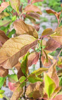 Preview: Pfaffenhütchen - Herbstschmuck - 60-100 cm -  Wurzelware