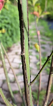Preview: Pfaffenhütchen - Herbstschmuck - 60-100 cm -  Wurzelware
