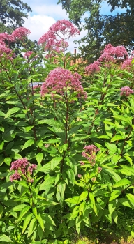 Preview: Purpurdost / Wasserdost Riesenschirm, Bienenweide, Co. 3 L