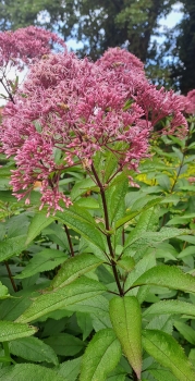 Preview: Purpurdost / Wasserdost Riesenschirm, Bienenweide, Co. 3 L