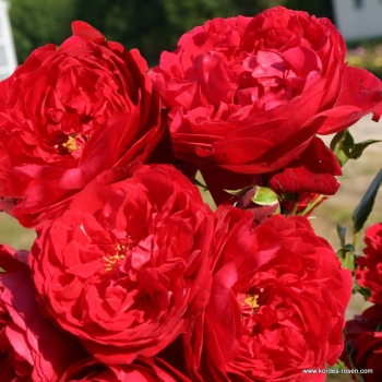 Preview: Kletterrose  Florentina ® ,  Kordes, 2011 - ADR-Rose - Wurzelware