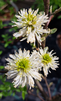 Federbuschstrauch - duftende Blüten - 30-40 cm hoch - Co. 5 L