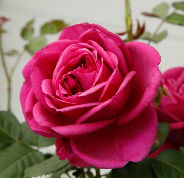 Beetrose Für Elise ® Fantasia®-Kollektion,  Kordes, 2020, ADR-Rose - Co. 5 L
