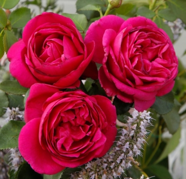 Beetrose Für Elise ® Fantasia®-Kollektion,  Kordes, 2020, ADR-Rose - Co. 5 L