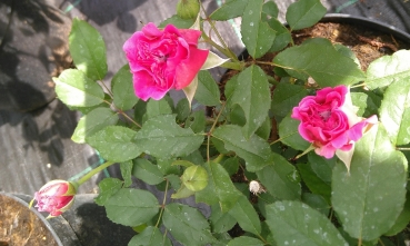 Preview: Englische Rose Gabriel Oak ® Auscrowd ® Austin, 2019 - Wurzelware