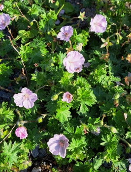 Preview: Blut-Storchschnabel sang. Apfelblüte - hellrosa - TB 9