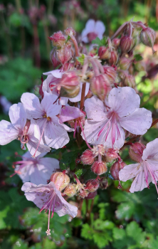 Cambridge-Storchschnabel Harz - rosa - TB 9
