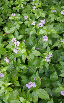 Preview: Knotiger Bergwald-Storchschnabel, Geranium nodosum - Tb 11