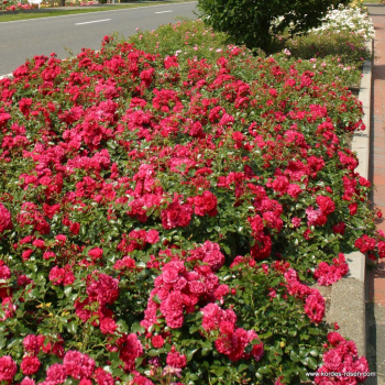 Bodendeckerrose Gärtnerfreude ®  Korstesgli ® , Kordes, 1999,  ADR-Rose - Co. 5 L