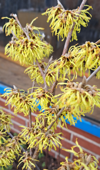 Zaubernuß Westerstede