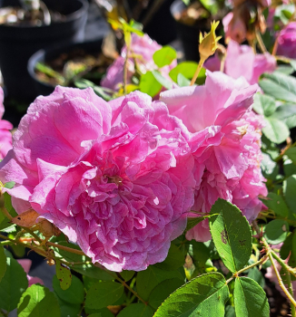 Englische Rose Harlow Carr ® , Aushouse ® David Austin , 2005 - Co 5 L