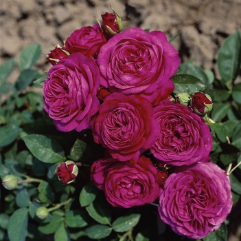 Beetrose Heidi Klum Rose ®  Tan00681 ® Tantau 1999 - Co. 5 L