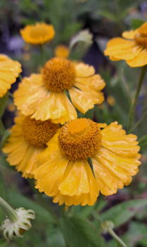 Sonnenbraut Kanaria, Sommerlüher - Co. 2,7 L