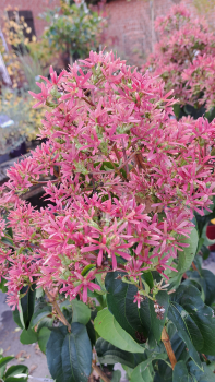 Preview: Sieben-Söhne-des-Himmels-Strauch, Herbstblüher, Bienenweide, 40-60 cm hoch, Co. 3 L