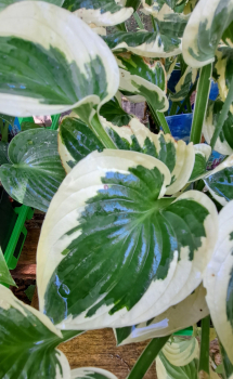 Funkie / Hosta Brim Cup - breiter weißer Rand - Tb 11