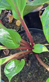 Preview: Funkie / Hosta First Blush, rotstielig, roter Blattaustrieb - Co. 3 L
