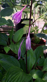 Funkie / Hosta First Blush, rotstielig, roter Blattaustrieb - Co. 3 L