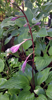 Preview: Funkie / Hosta First Blush, rotstielig, roter Blattaustrieb - Co. 3 L