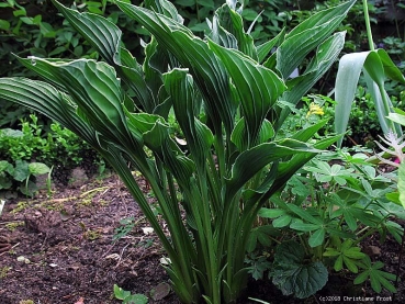 Schmallblättrige Funkie Hosta Praying Hands - die Kuriose - Tb 11
