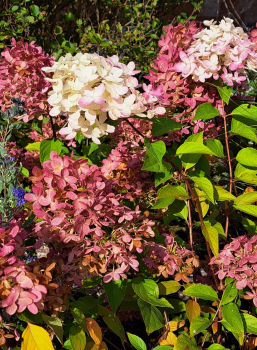 Preview: Rispen-Hortensie Skyfall ® - sehr große Blütenrispen -  30-40 cm hoch - Co. 3 L