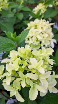 Preview: Rispen-Hortensie Skyfall ® - sehr große Blütenrispen -  30-40 cm hoch - Co. 3 L