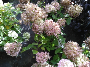 NEU -  Rispen-Hortensie Skyfall ® - sehr große Blütenrispen - 30-40 cm hoch - Co. 5 L