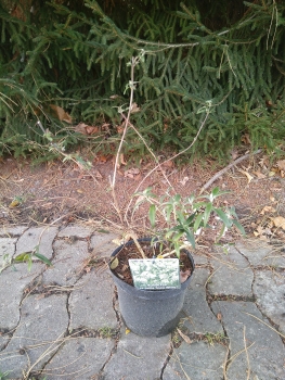 Zwerg-Sommerflieder Snow White - weiß -  Kompakter Wuchs - Co. 3 L