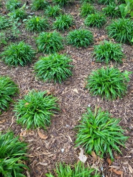 Preview: Zwerg-Haar-Marbel Igel, immergrüner Bodendecker, Tb 9