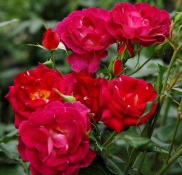 Preview: Strauchrose Ile de Fleurs ® Heckenzauber ® Kordes, 2019 - ADR-Rose - Wurzelware