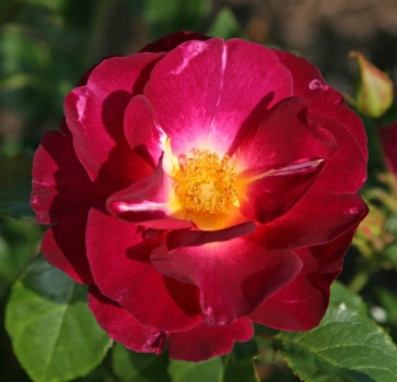 Ile de Fleurs