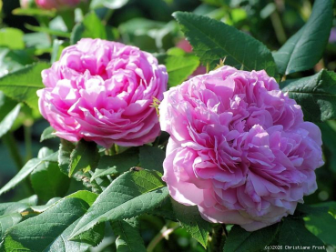 Preview: Historische Rose Jacques Cartier ,  Robert & Moreau, 1868 - Wurzelware