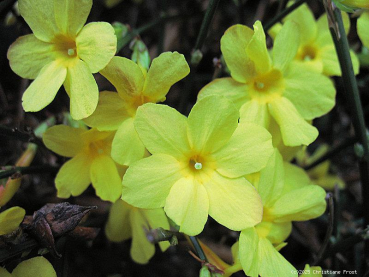 Echter Jasmin / Winter-Jasmin - gelber Winterblüher - 60-80 cm hoch - Co. 3 L