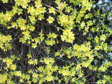 Preview: Echter Jasmin / Winter-Jasmin - gelber Winterblüher - 60-80 cm hoch - Co. 3 L