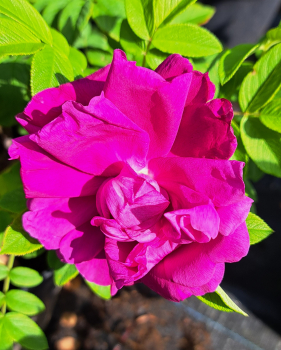 Strauchrose Junimond ® , Ruf vor 2017, Rosa rugosa, wurzelecht - Co. 5 L