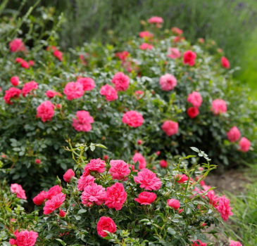 Bodendeckerrose  Knirps ® ,  Korverlandus ® , Kordes, ADR-Rose - Co. 5 L