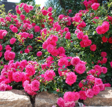 Bodendeckerrose  Knirps ® ,  Korverlandus ® , Kordes, ADR-Rose - Co. 5 L
