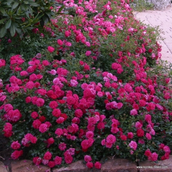 Preview: Bodendeckerrose  Knirps ® ,  Korverlandus ® , Kordes, 1997, ADR-Rose