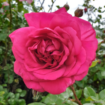 Preview: Kletterrose  Laguna ® ,  Koradeigel ® Kordes 2004, ADR-Rose - Wurzelware