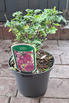 Garten-Busch-Malve Red Rum, rosarot, Co. 3 L