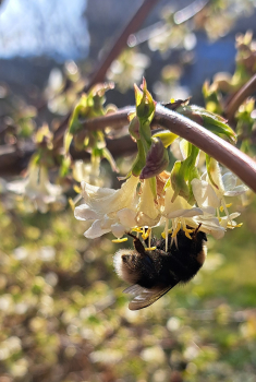 Preview: Winter-Heckenkirsche / Duft-Heckenkirsche Winter Beauty - Winterblüher - 40-60 cm - Co. 2 L