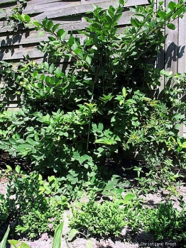 Preview: Winter-Heckenkirsche / Duft-Heckenkirsche Winter Beauty - Winterblüher - 40-60 cm - Co. 2 L