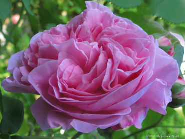 Preview: Historische Rose Louise Odier , Margottin, 1851 - Wurzelware