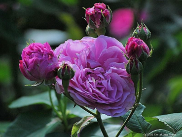 Preview: Historische Rose  Louise Odier, Margottin, 1851 - Co. 5 L