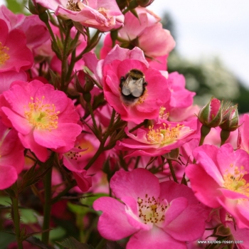 Preview: Miniaturrose  Lupo ® Kordwraul ® , Kordes, 2006, ADR-Rose - Wurzelware