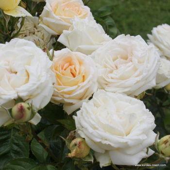 Preview: Edelrose Madame Anisette ® , Kordes, 2013, Parfuma ® Serie, ADR-Rose - Wurzelware