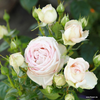 Preview: Edelrose Madame Anisette ® , Kordes, 2013, Parfuma ® Serie, ADR-Rose - Wurzelware