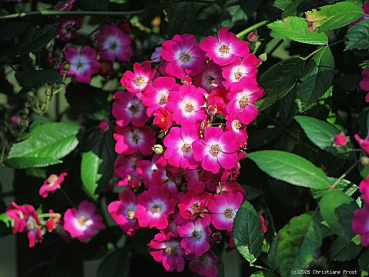 Historische Ramblerrose Maria Lisa, Bruder Alfons, 1925